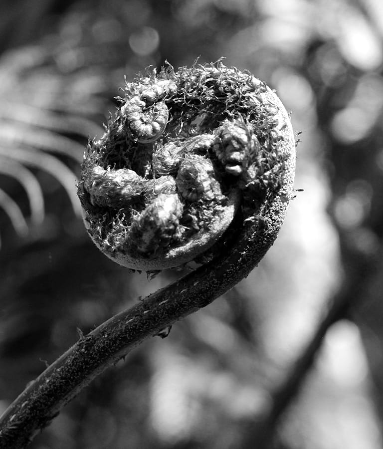 black and white fern frond (koru)